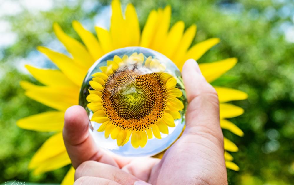 Crystal ball in front of sunflower