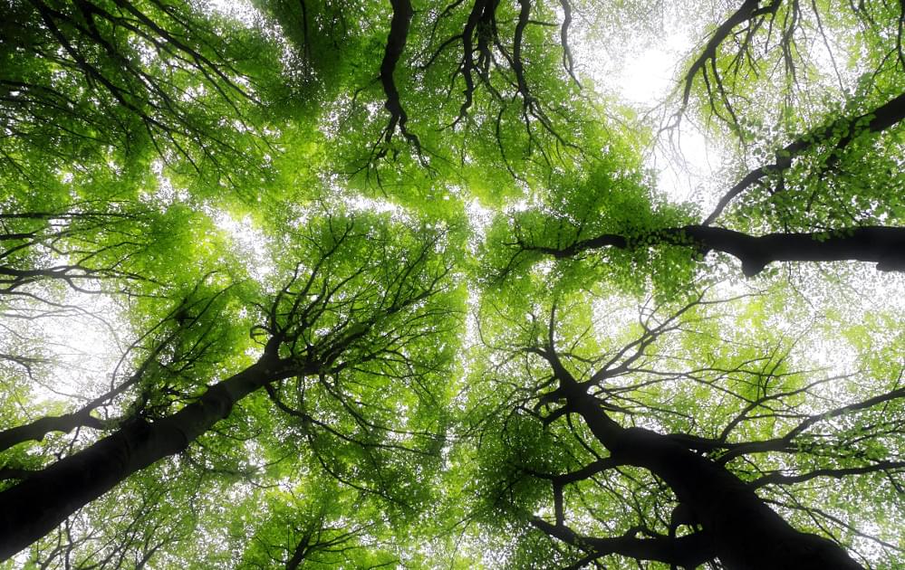 Looking up through trees in a forest