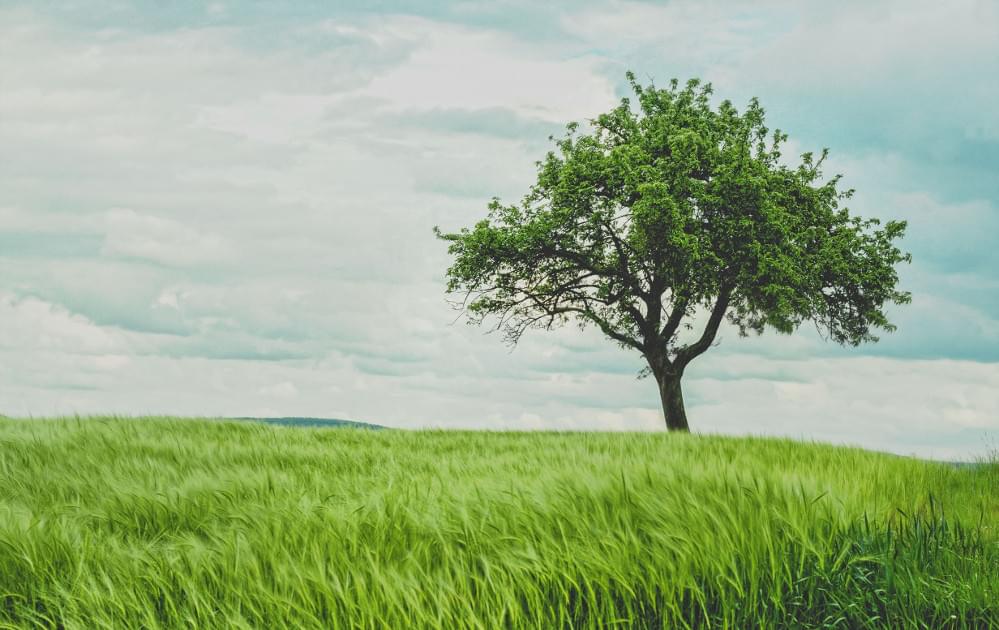 Lonely tree in a grassy area